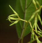 Oncinotis tenuiloba