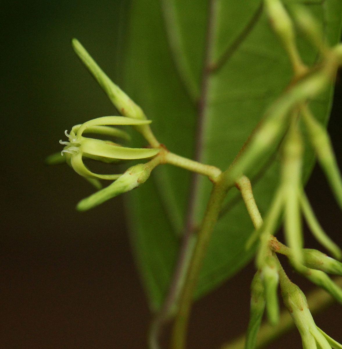 Oncinotis tenuiloba
