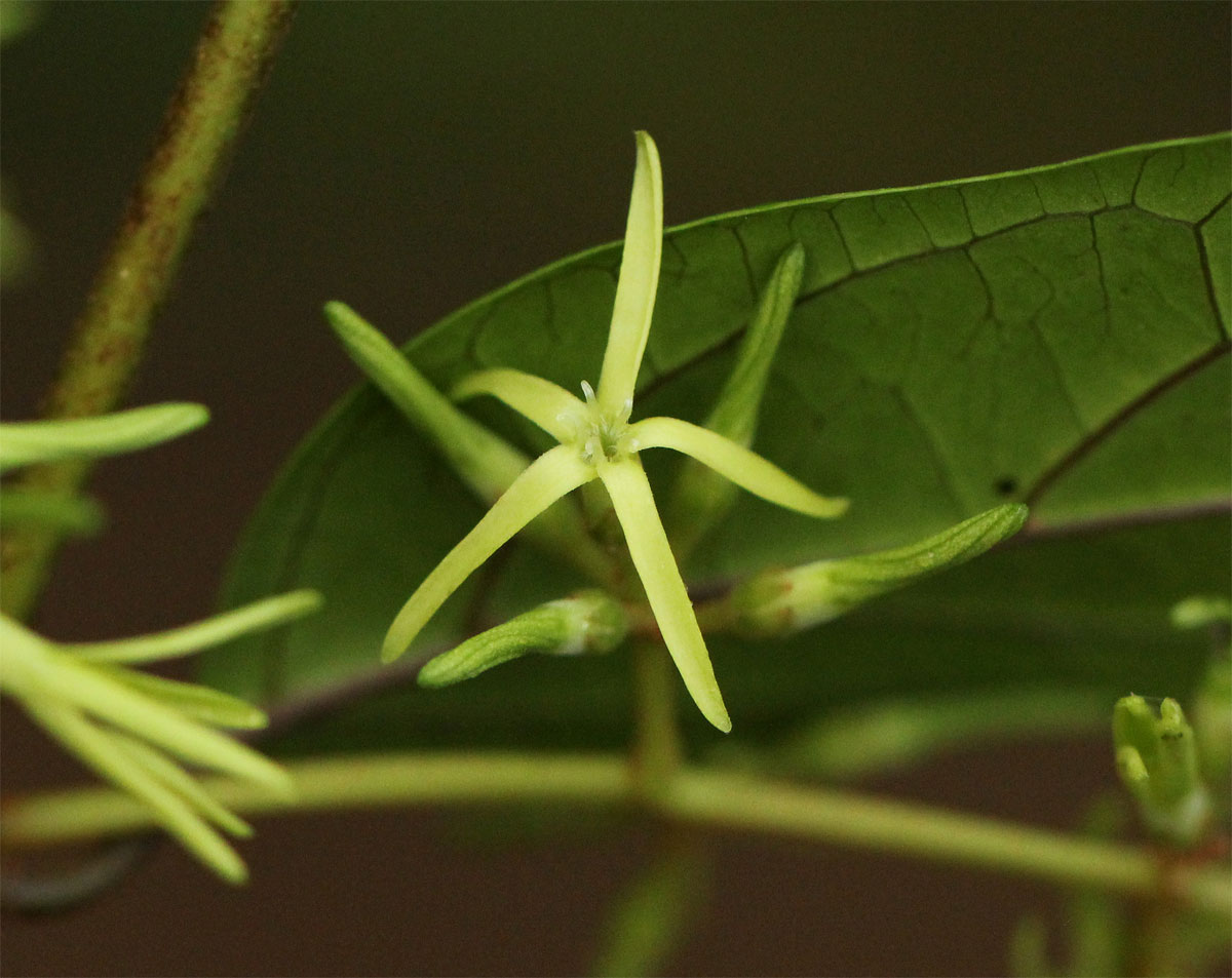 Oncinotis tenuiloba