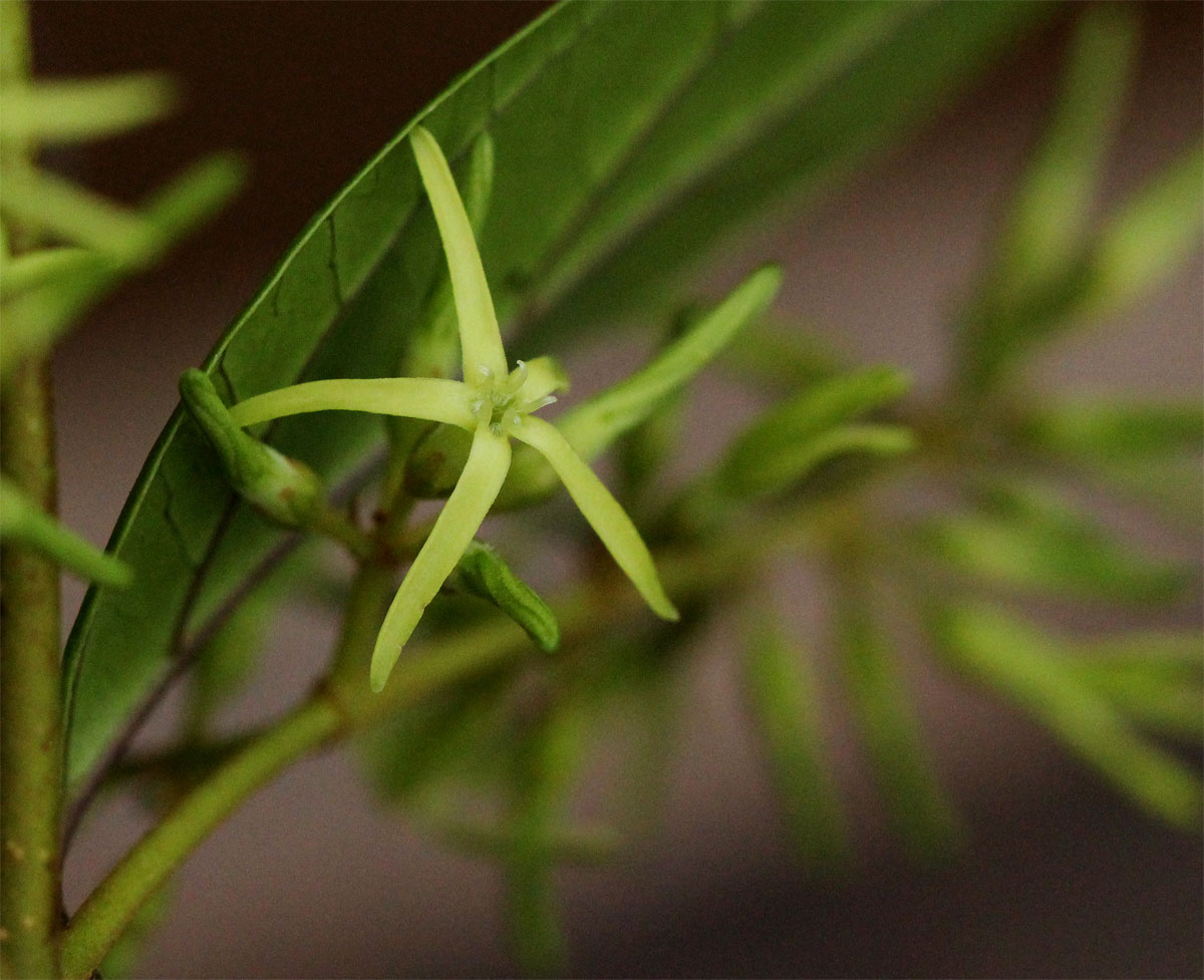 Oncinotis tenuiloba