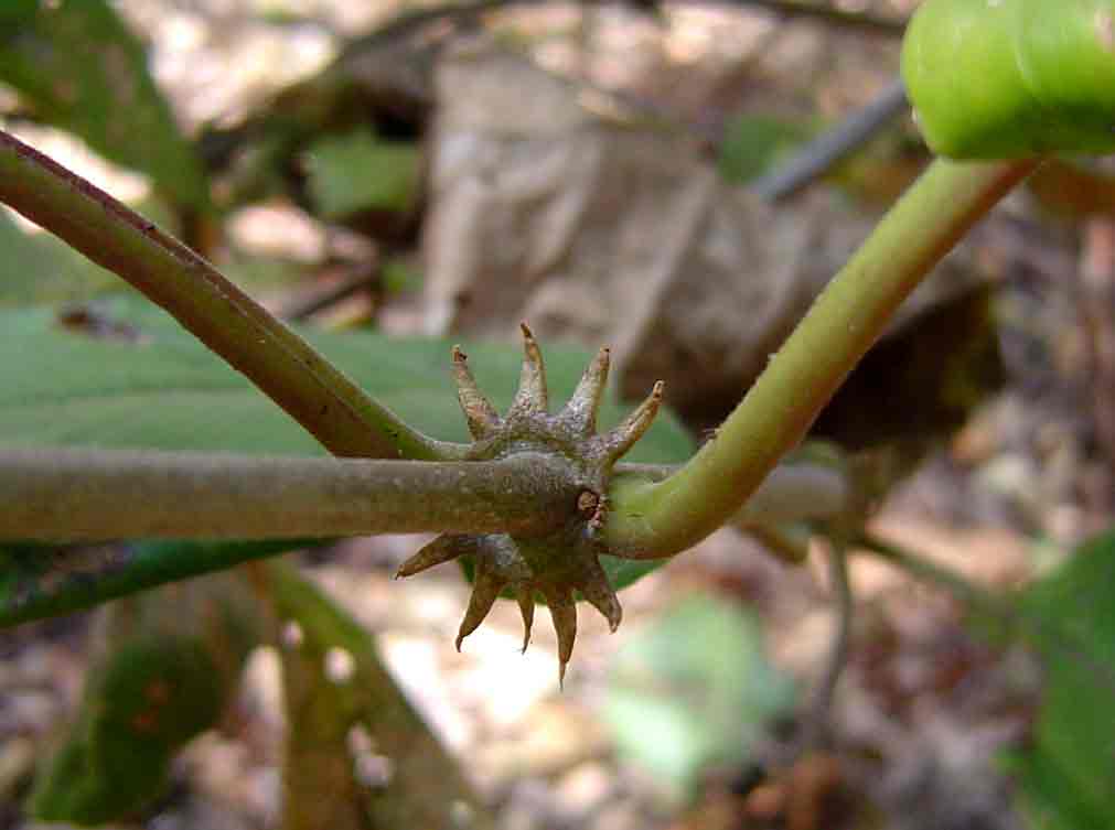 Mondia whitei Mondia whitei