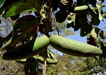 Mondia whitei