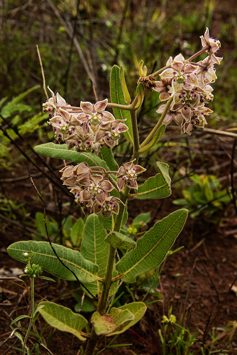 Pachycarpus bisacculatus