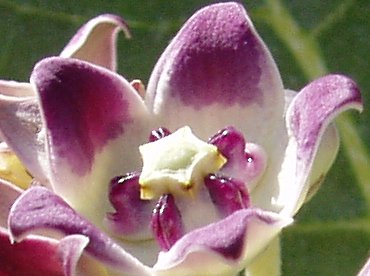 Calotropis procera Calotropis procera