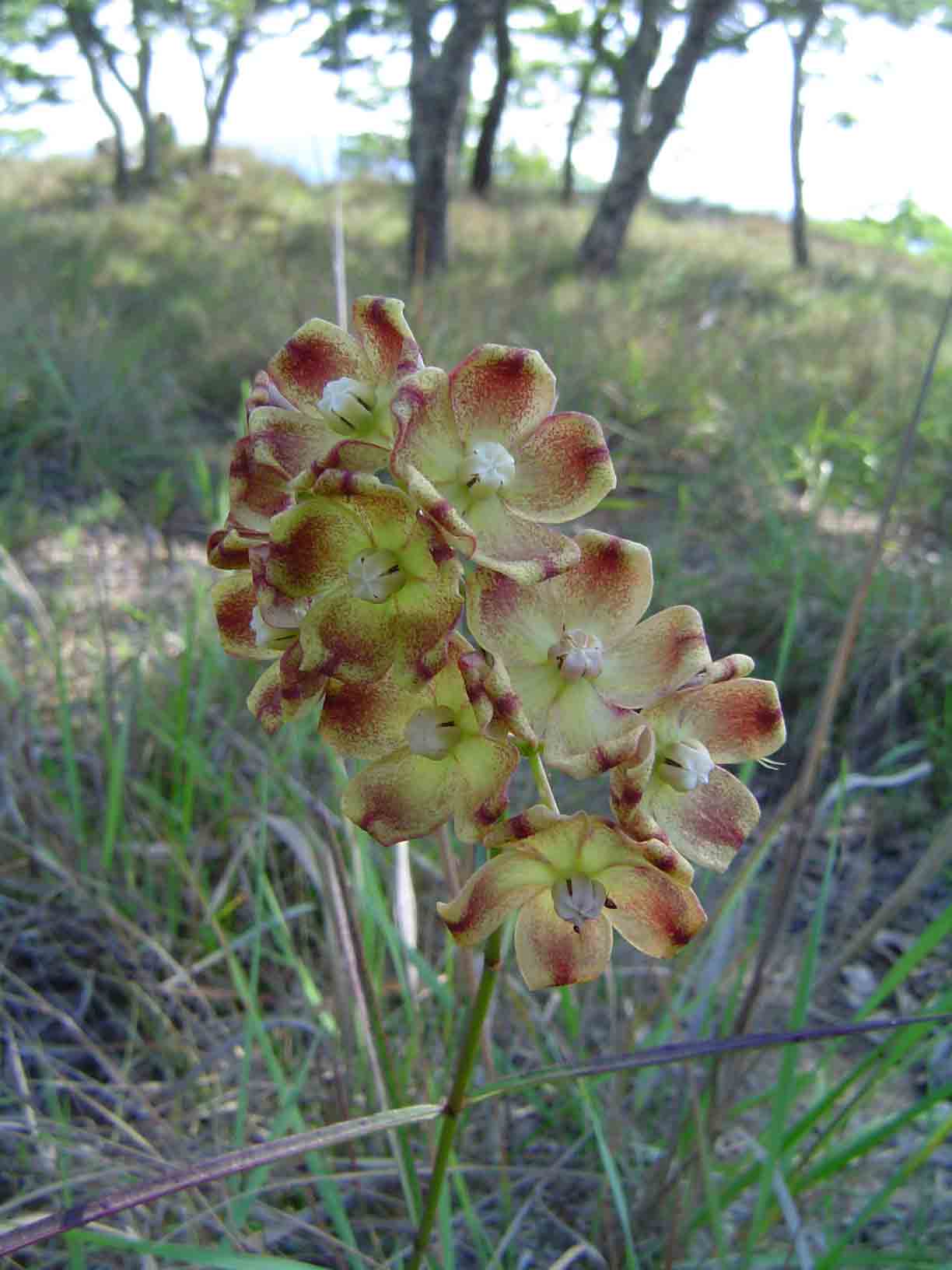 Glossostelma carsonii