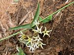 Orthanthera jasminiflora