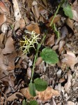 Orthanthera jasminiflora