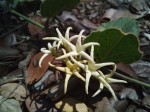 Orthanthera jasminiflora