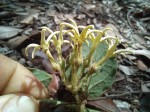 Orthanthera jasminiflora