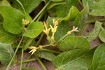 Orthanthera jasminiflora