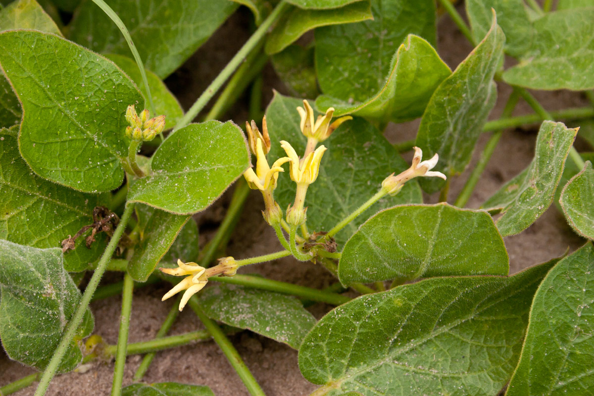 Orthanthera jasminiflora
