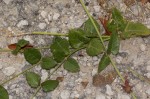 Orthanthera jasminiflora