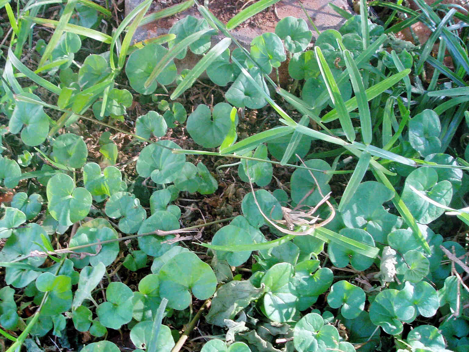 Dichondra micrantha