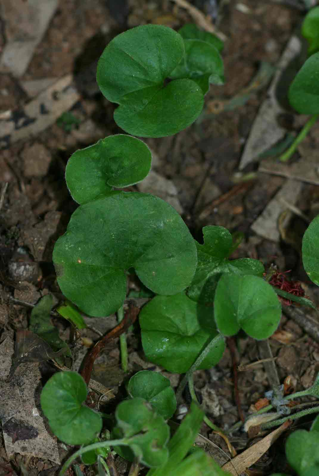 Dichondra micrantha