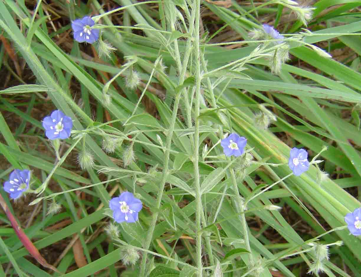 Evolvulus alsinoides var. alsinoides Evolvulus alsinoides var. alsinoides