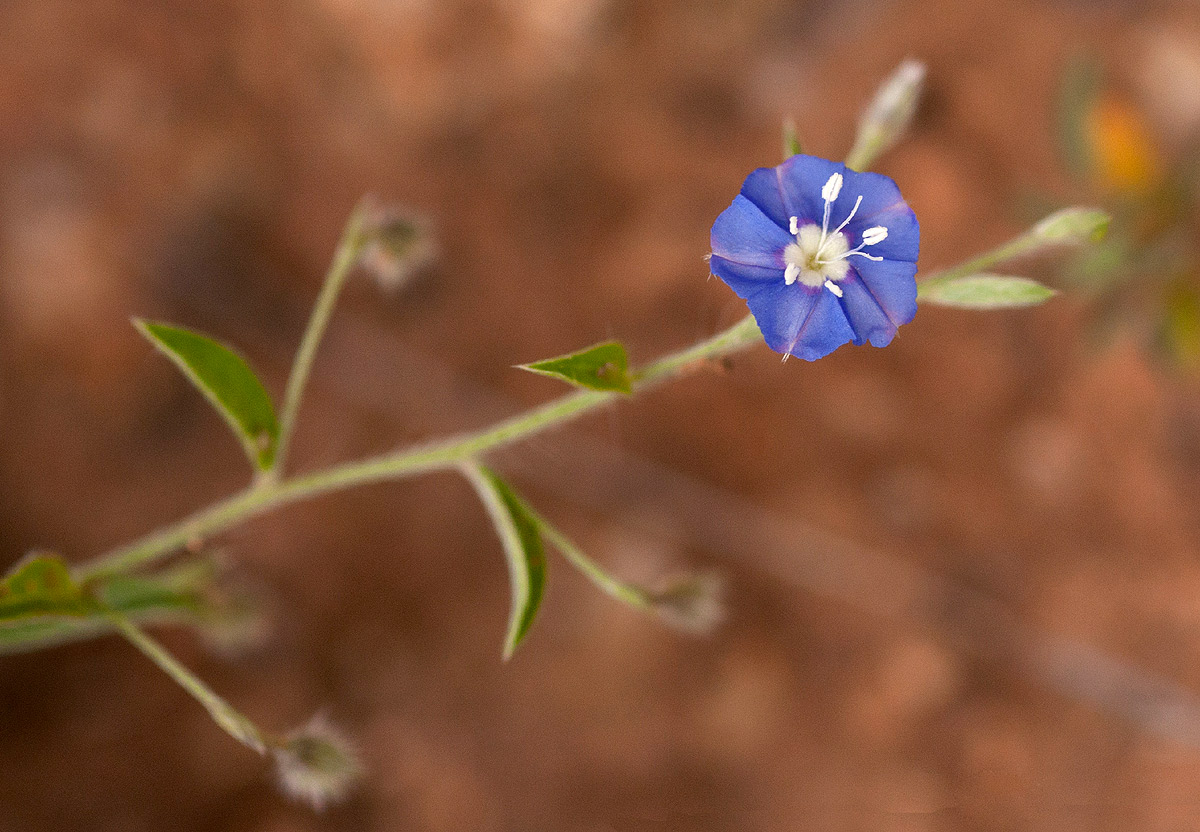 Evolvulus alsinoides var. alsinoides Evolvulus alsinoides var. alsinoides