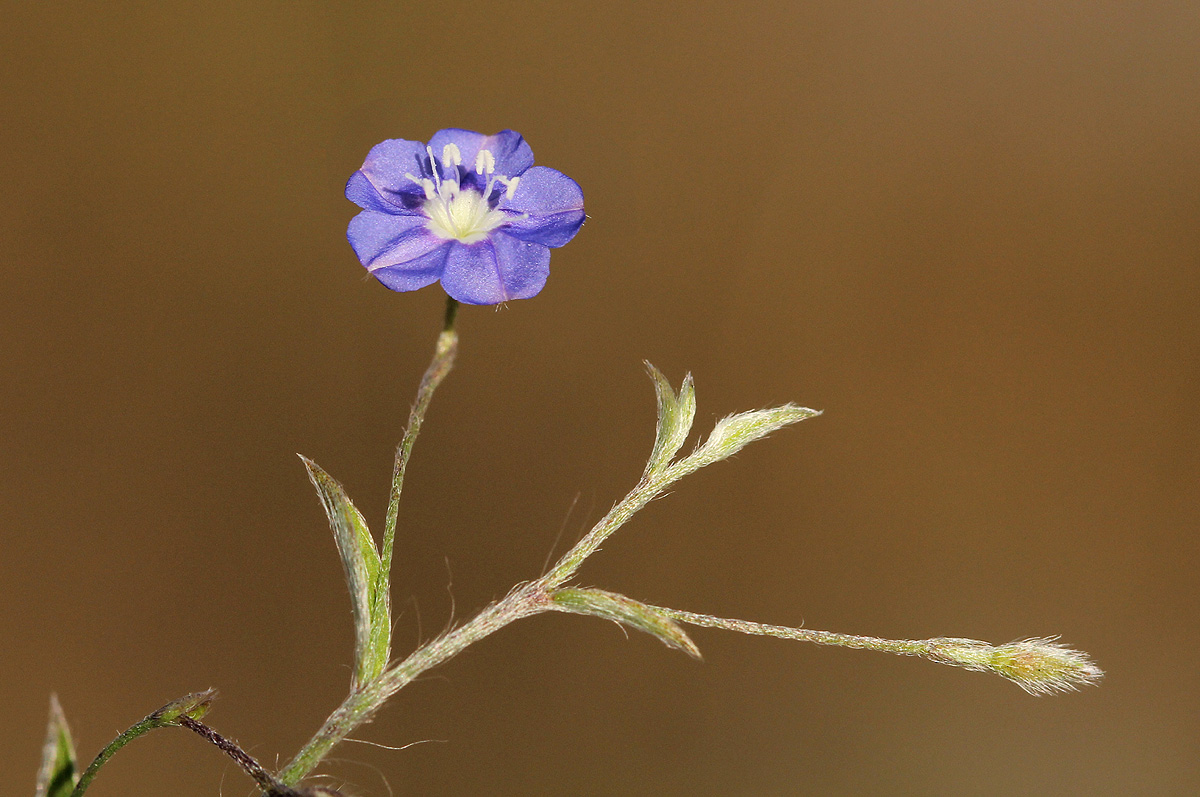 Evolvulus alsinoides var. alsinoides Evolvulus alsinoides var. alsinoides
