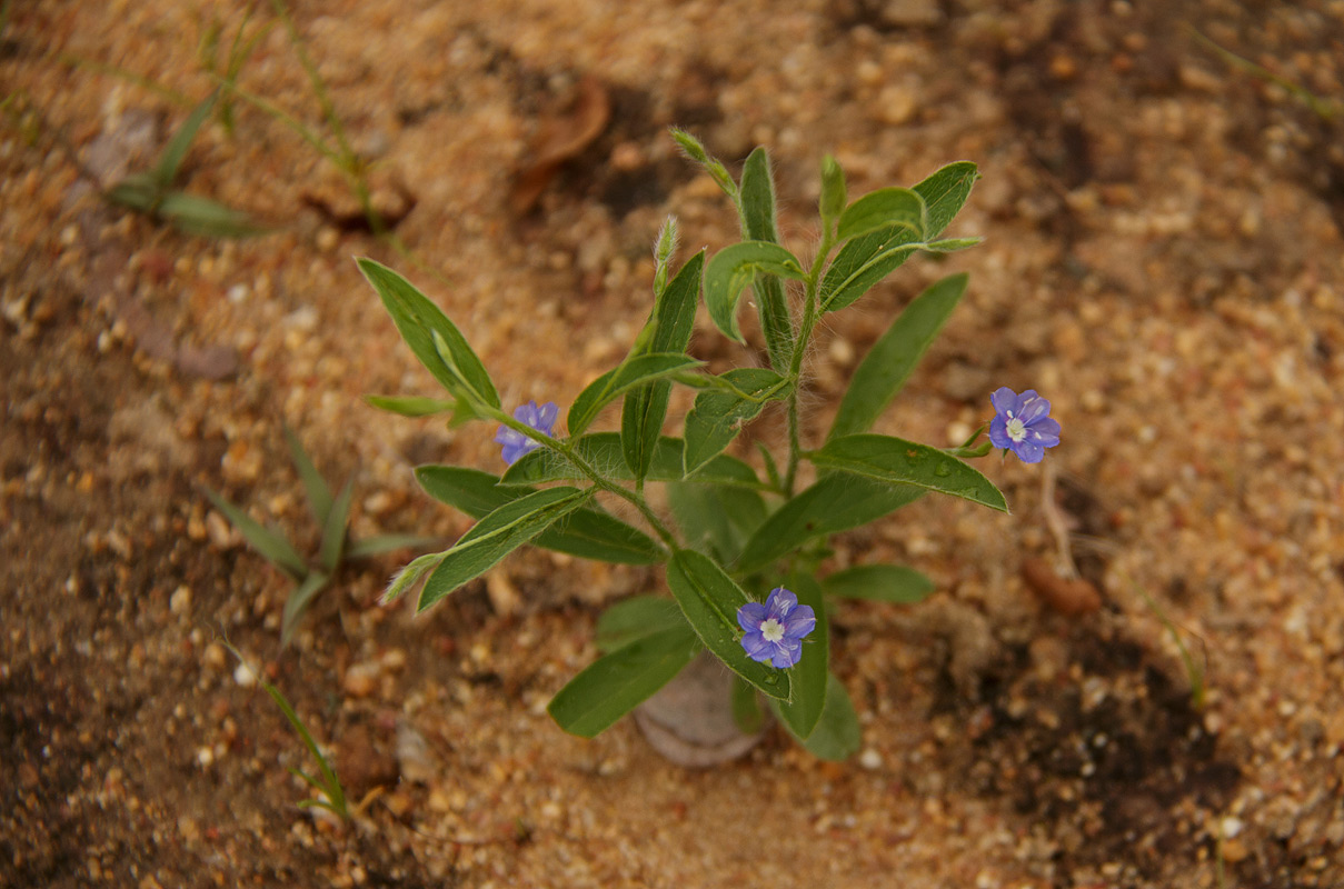 Evolvulus alsinoides var. alsinoides Evolvulus alsinoides var. alsinoides