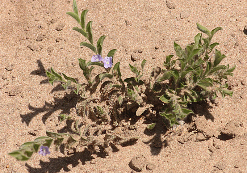 Evolvulus alsinoides var. alsinoides