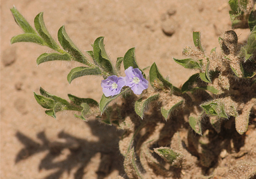 Evolvulus alsinoides var. alsinoides