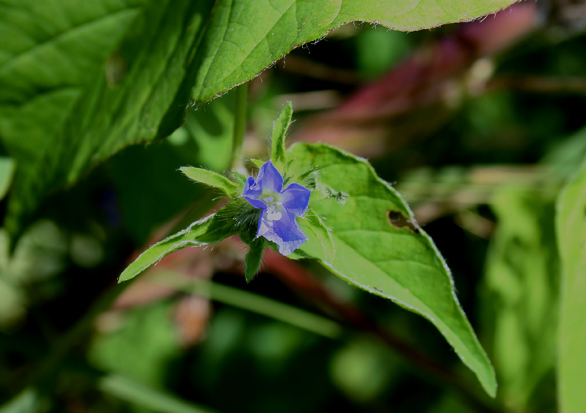 Jacquemontia tamnifolia
