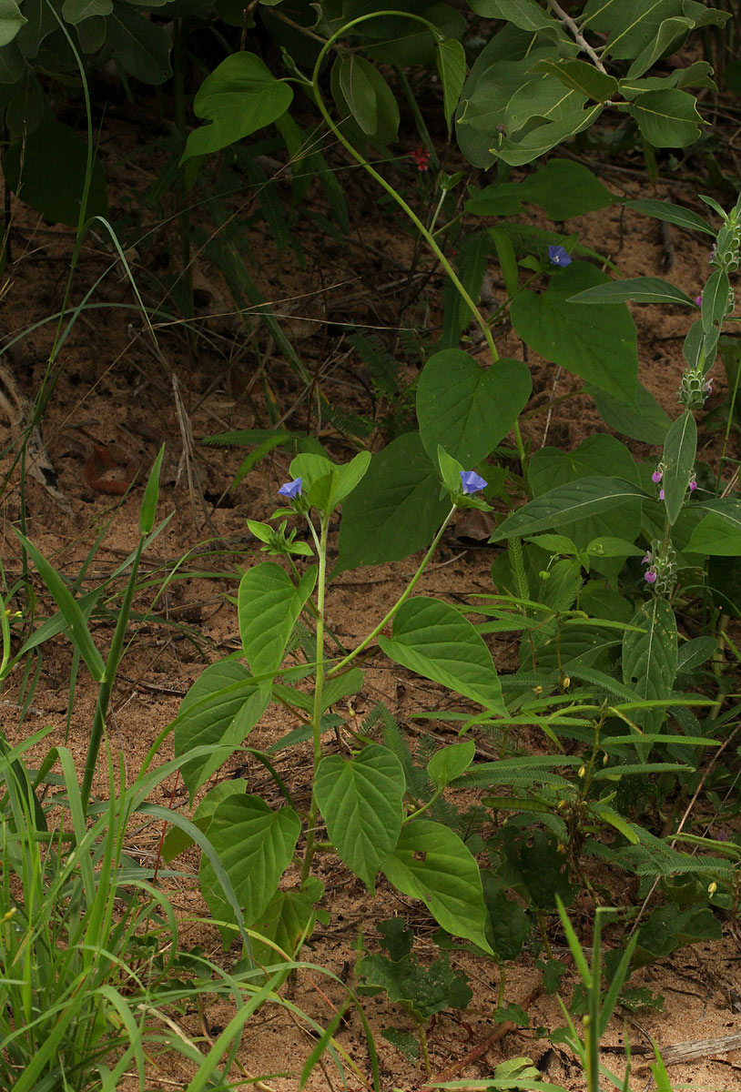 Jacquemontia tamnifolia