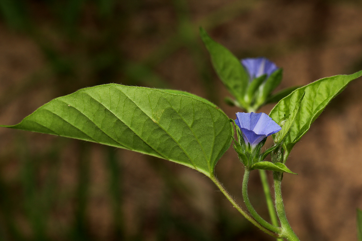 Jacquemontia tamnifolia