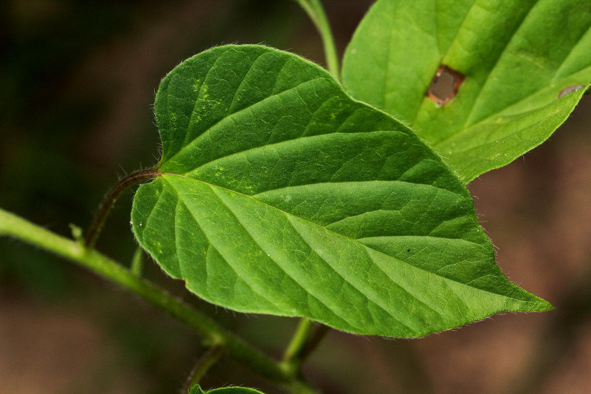 Jacquemontia tamnifolia