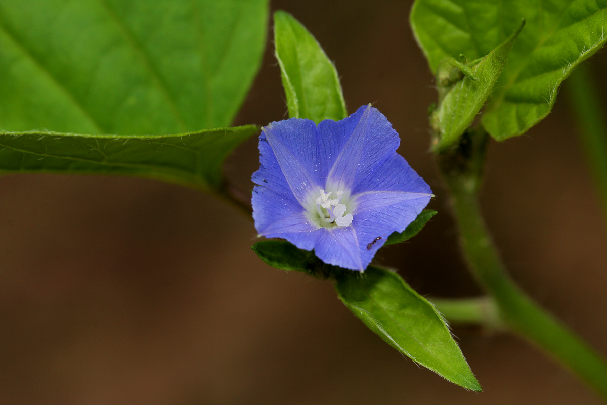 Jacquemontia tamnifolia