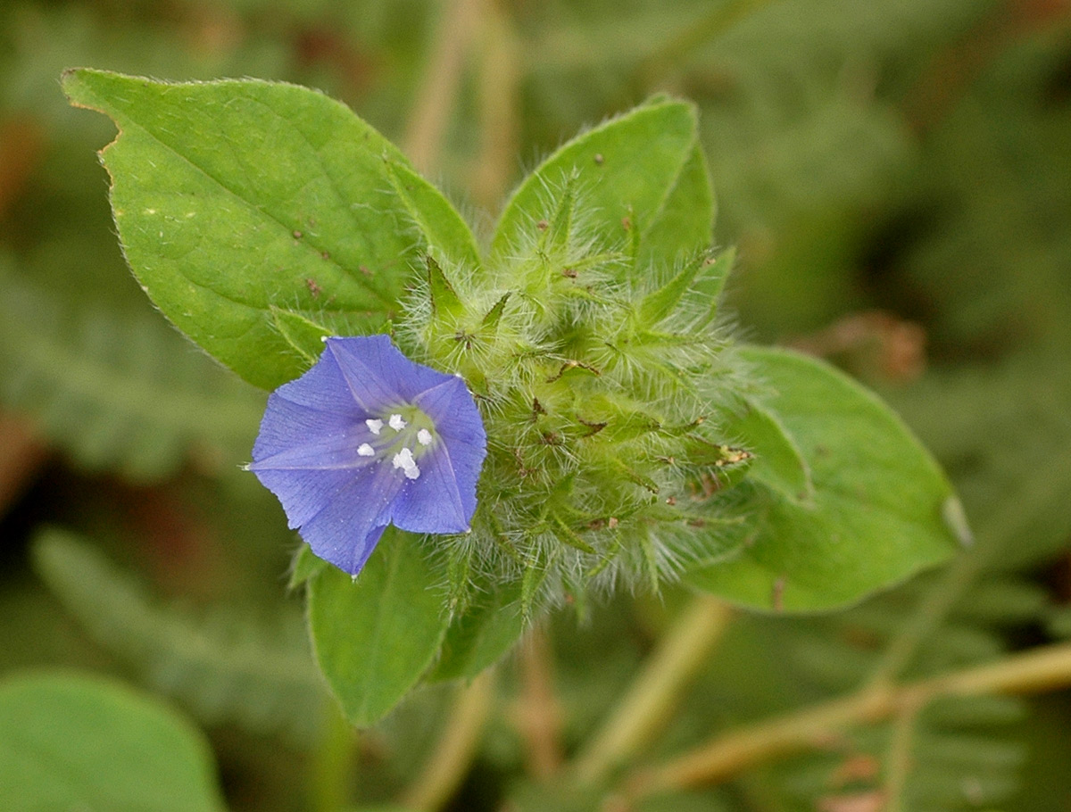 Jacquemontia tamnifolia