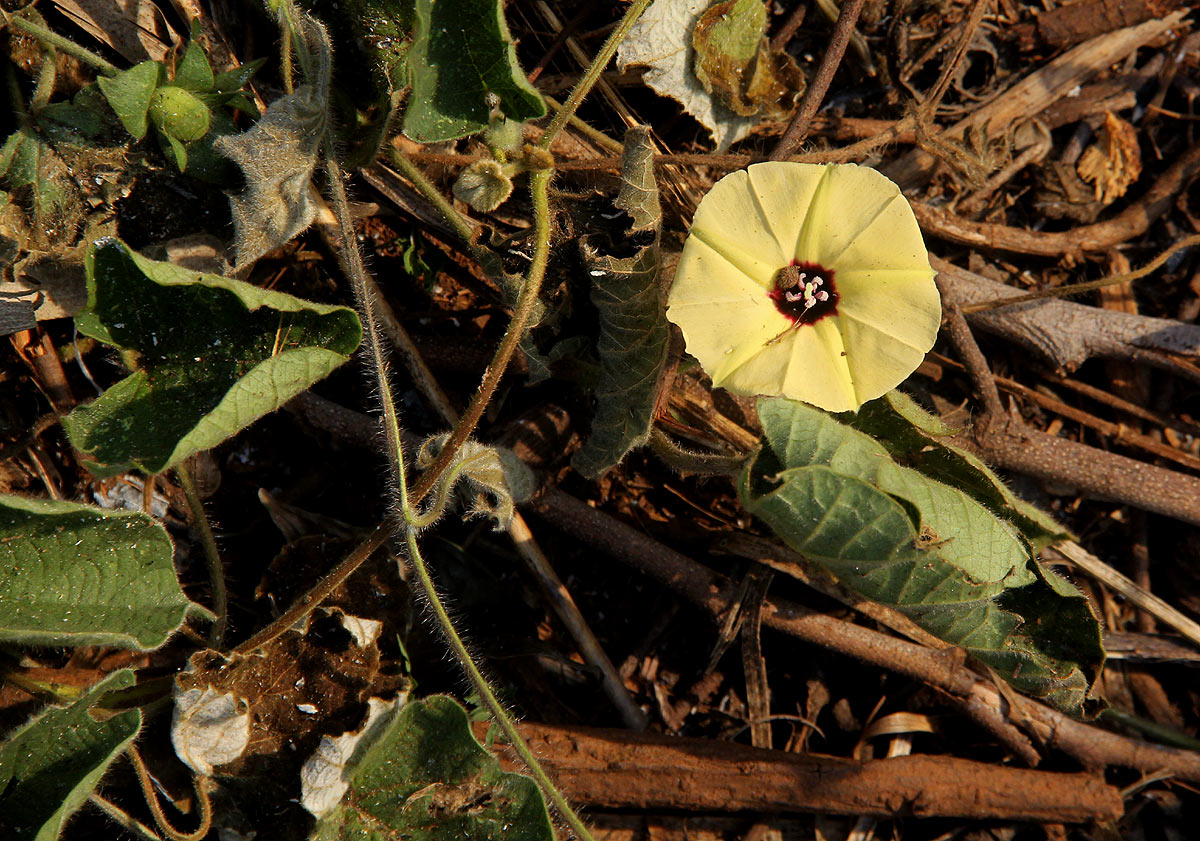 Hewittia malabarica Hewittia malabarica