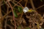 Merremia aegyptia