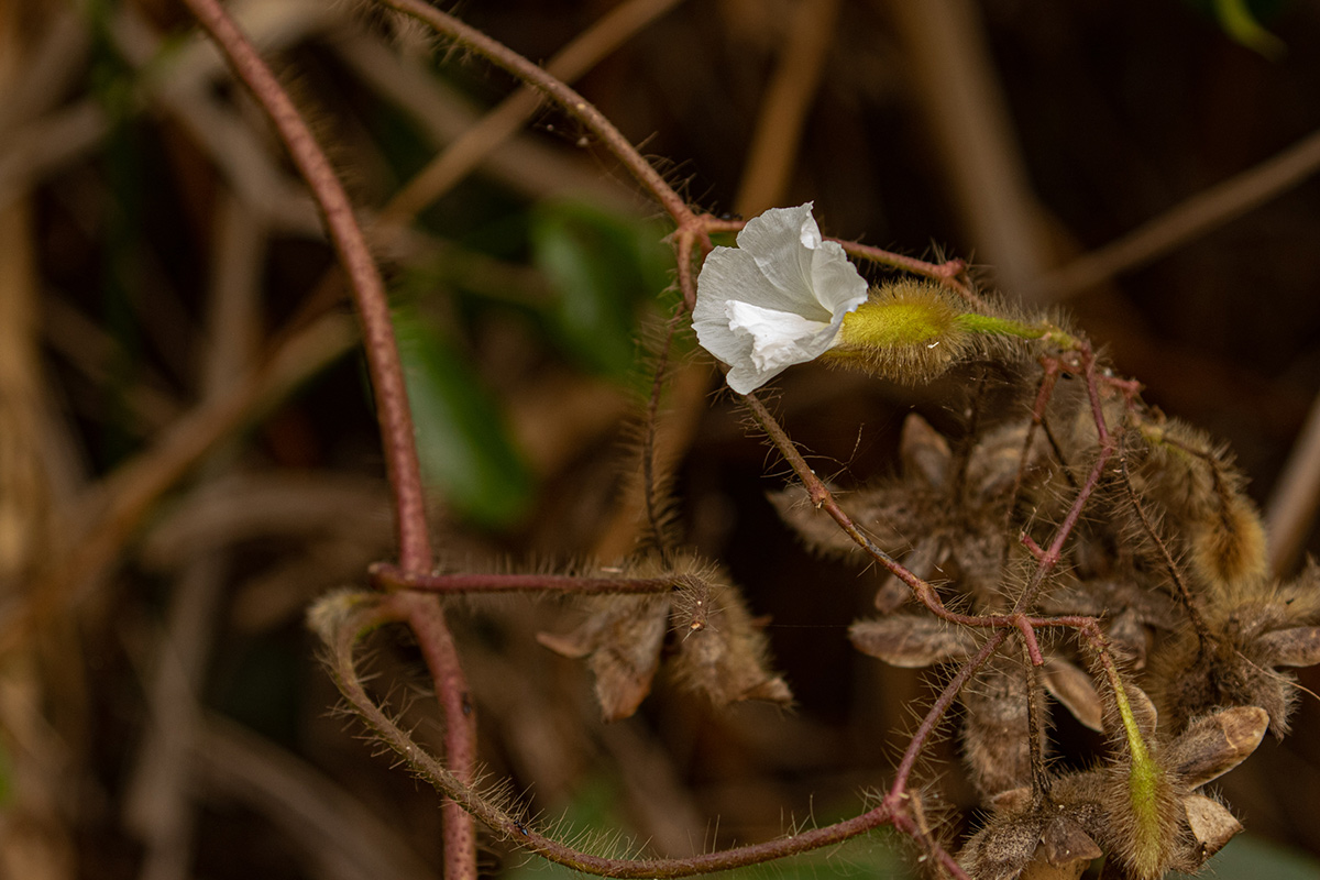 Merremia aegyptia