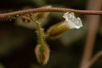 Merremia aegyptia