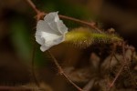 Merremia aegyptia