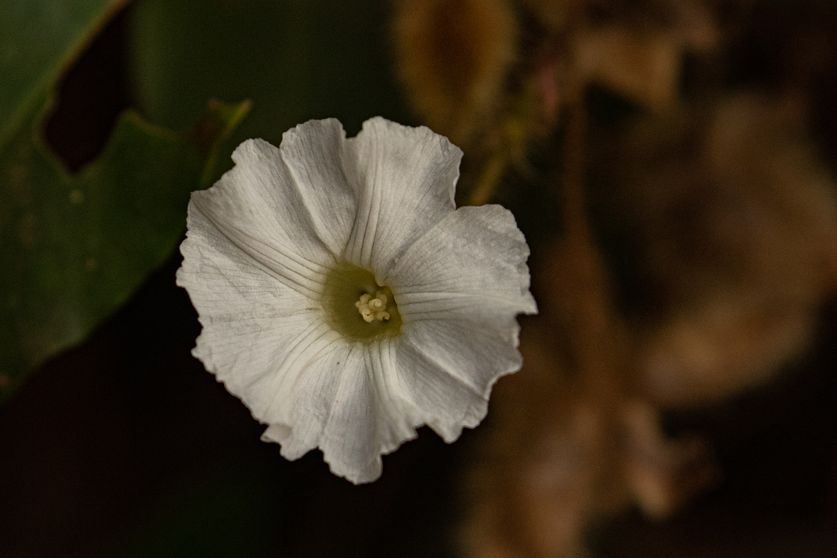 Merremia aegyptia