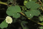 Merremia hederacea