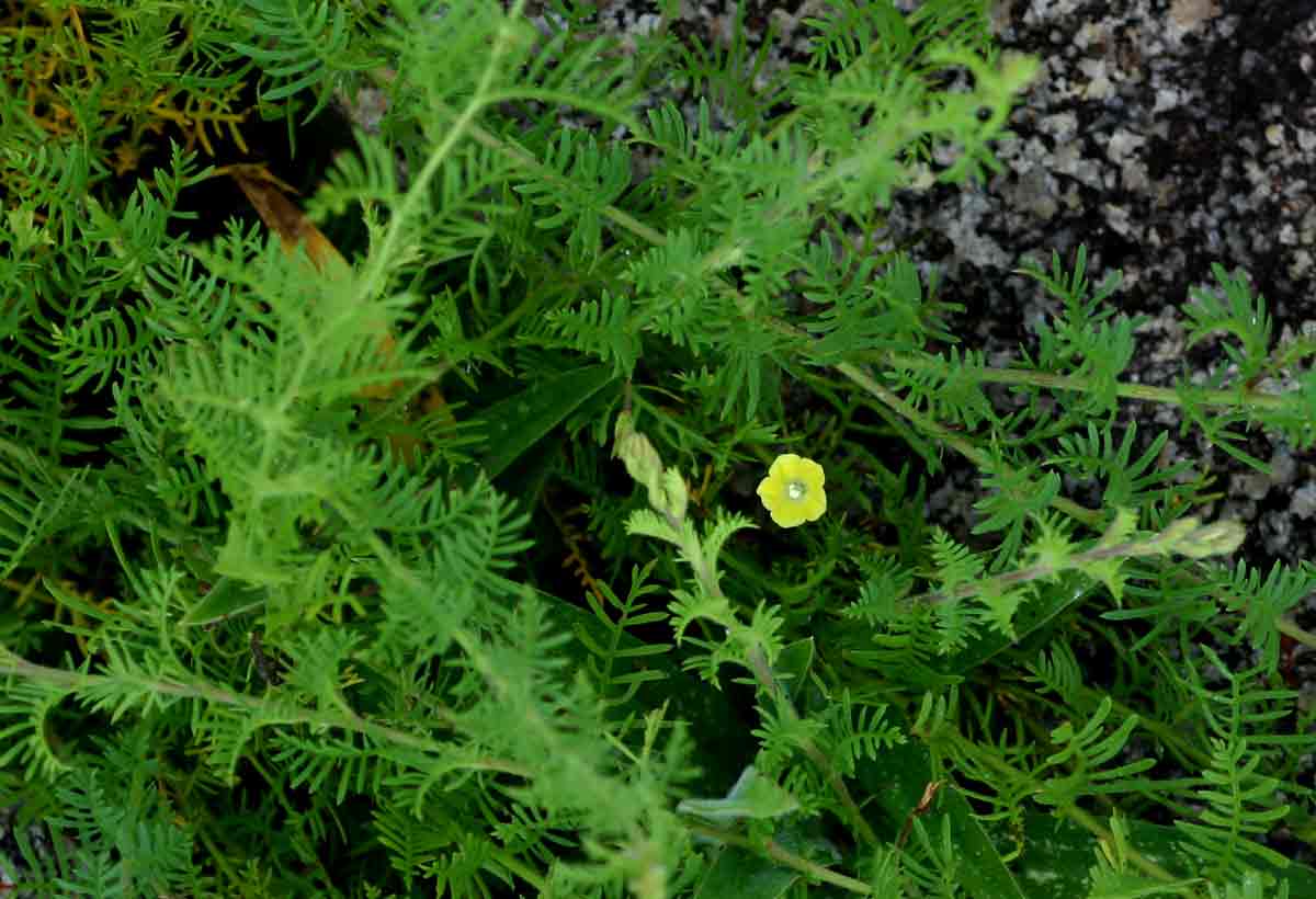 Xenostegia pinnata