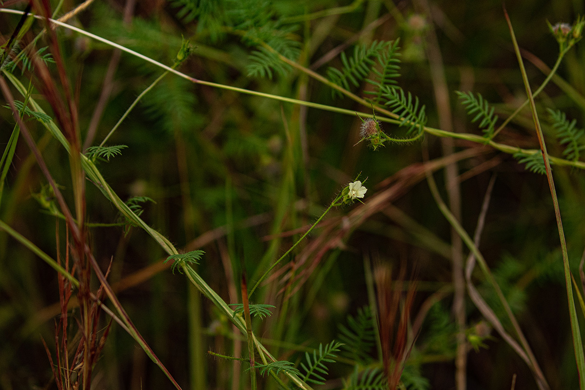Xenostegia pinnata