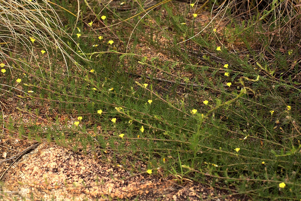 Xenostegia pinnata