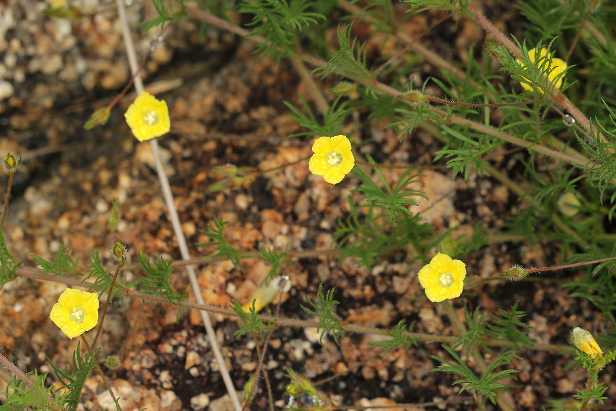 Xenostegia pinnata