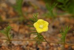 Xenostegia pinnata