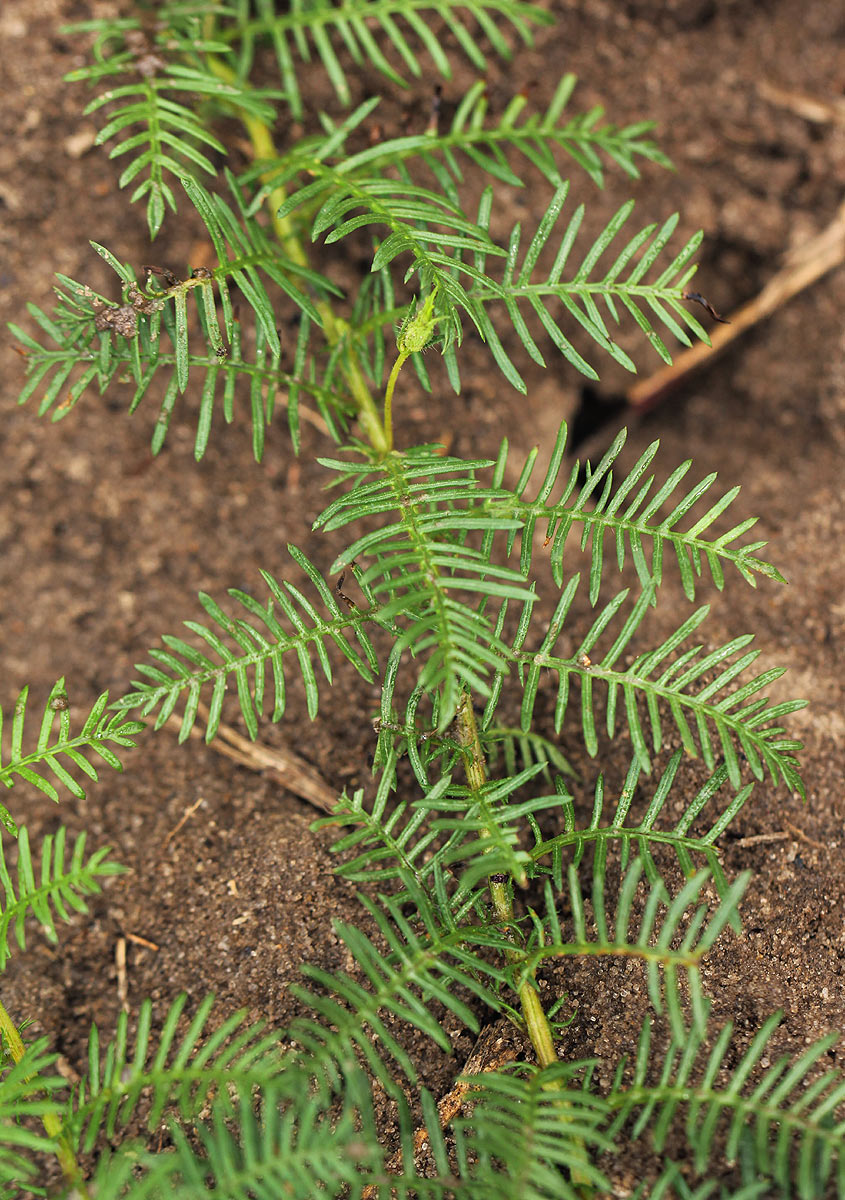 Xenostegia pinnata