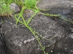 Xenostegia pinnata
