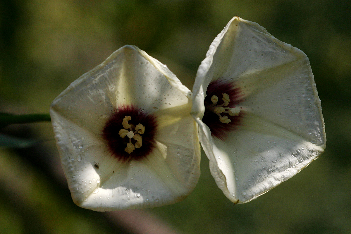 Merremia pterygocaulos