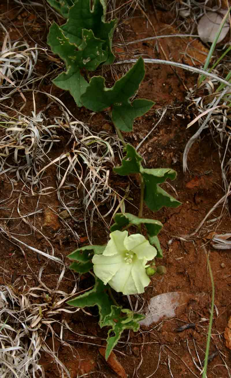 Merremia xanthophylla