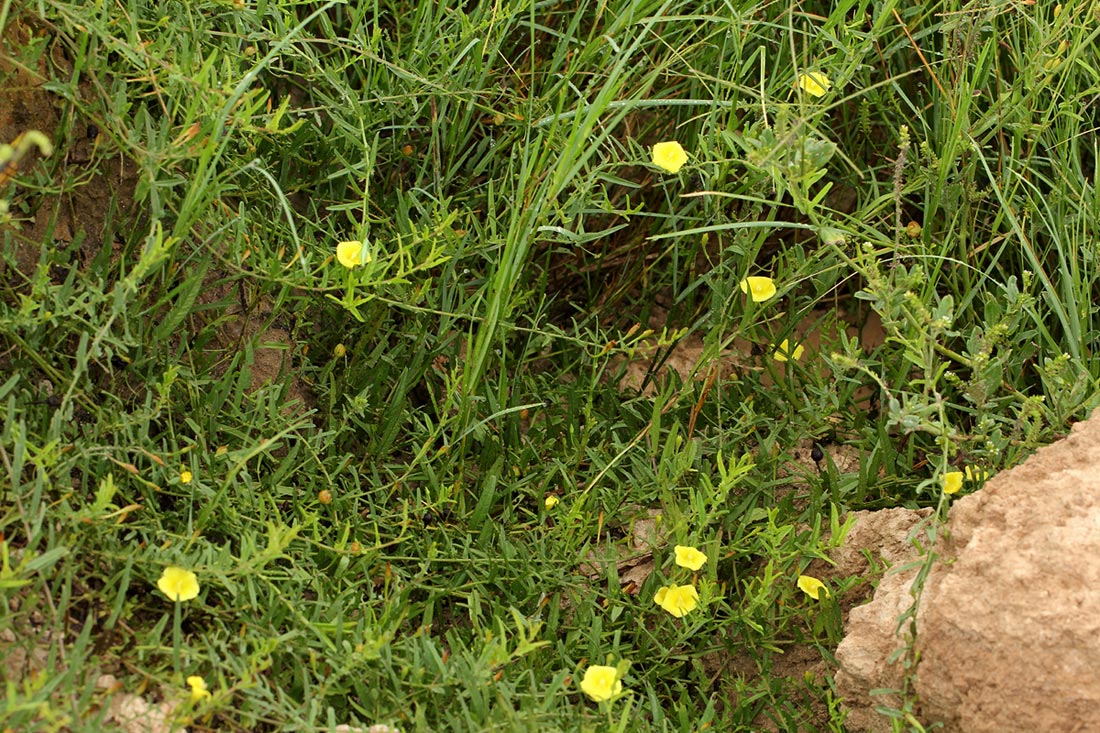 Xenostegia tridentata subsp. angustifolia