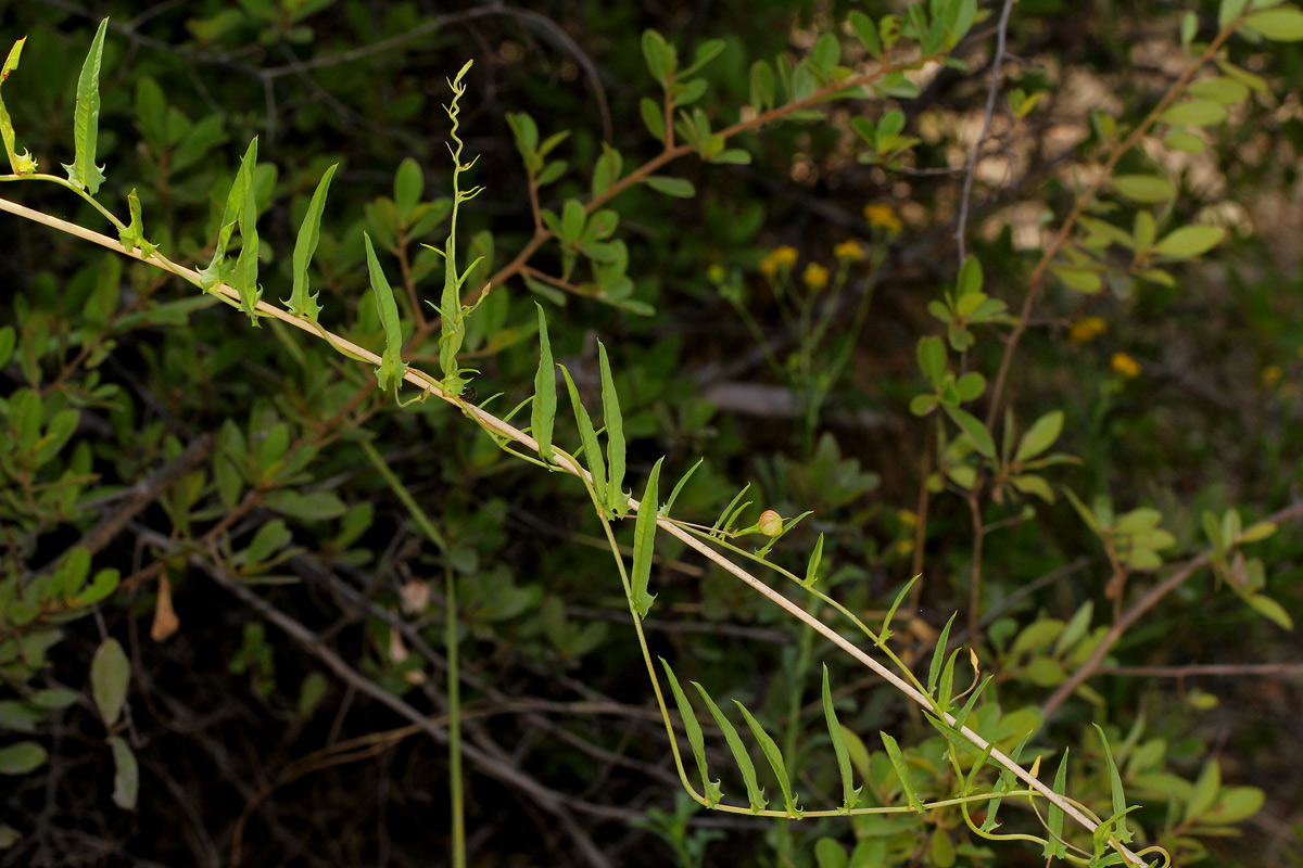 Xenostegia tridentata subsp. angustifolia