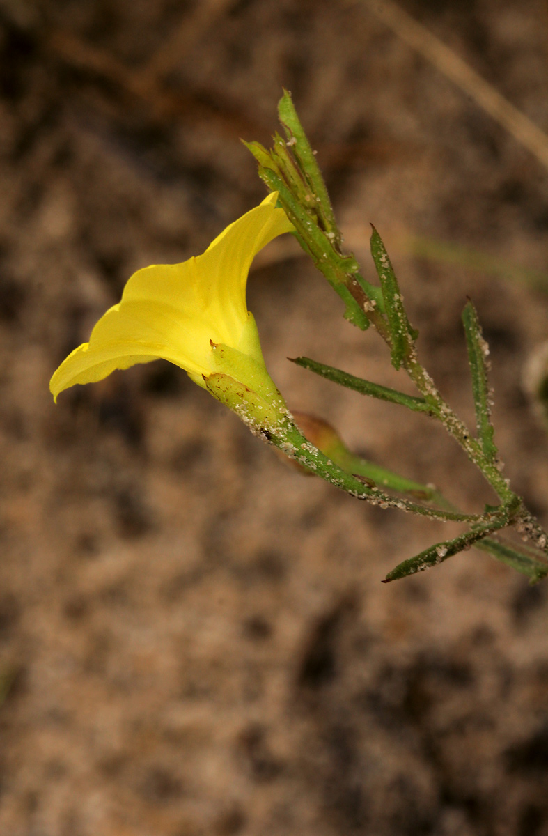 Xenostegia tridentata subsp. angustifolia