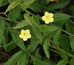 Xenostegia tridentata subsp. angustifolia